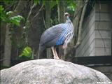 Puerto Rico Zoo Dr Juan A. Rivero  - MAYAGÜEZ